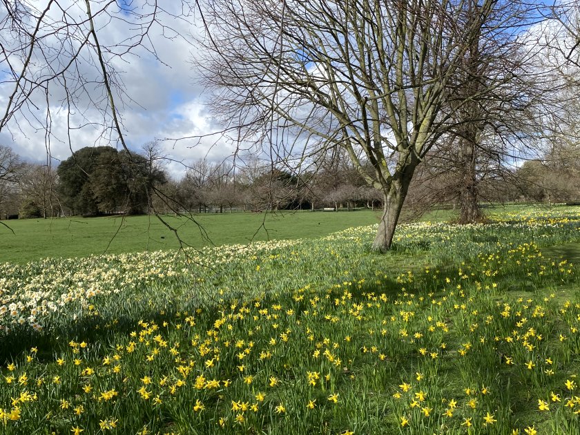 Springtime in Greenwich Park
