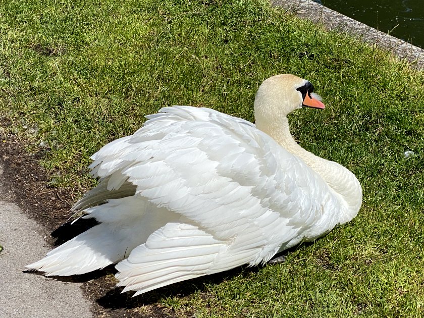 Usually I'm wary of swans, but this one seemed fairly sedate
