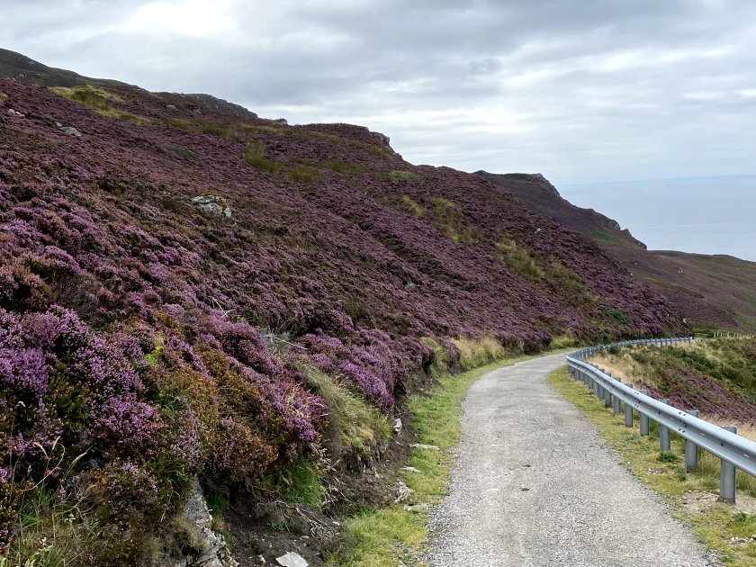 Look at that purple heather!