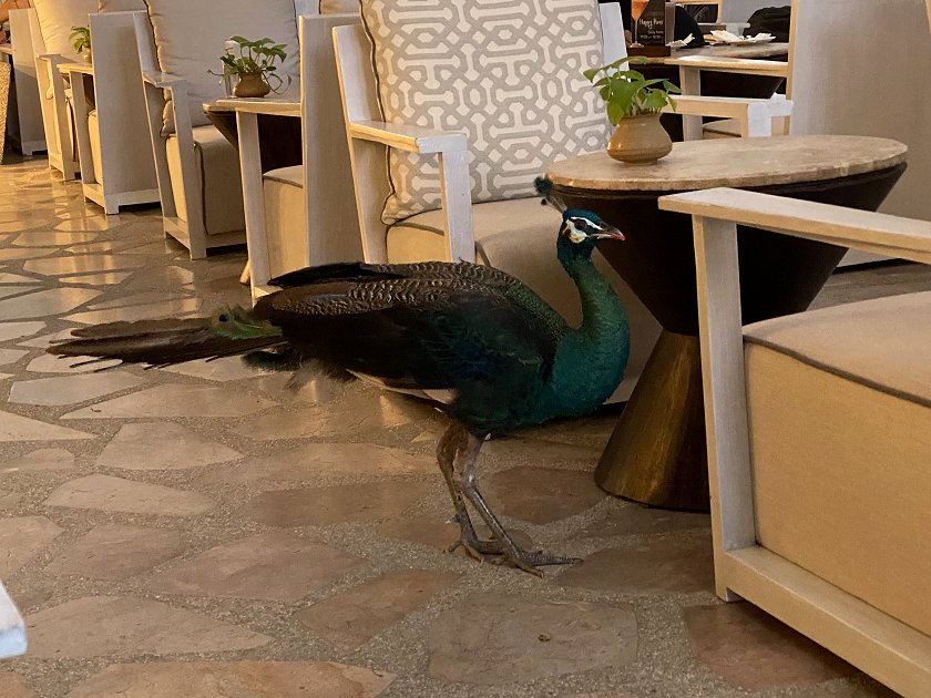 Heard the one about the peacock that strolled into a cocktail bar?